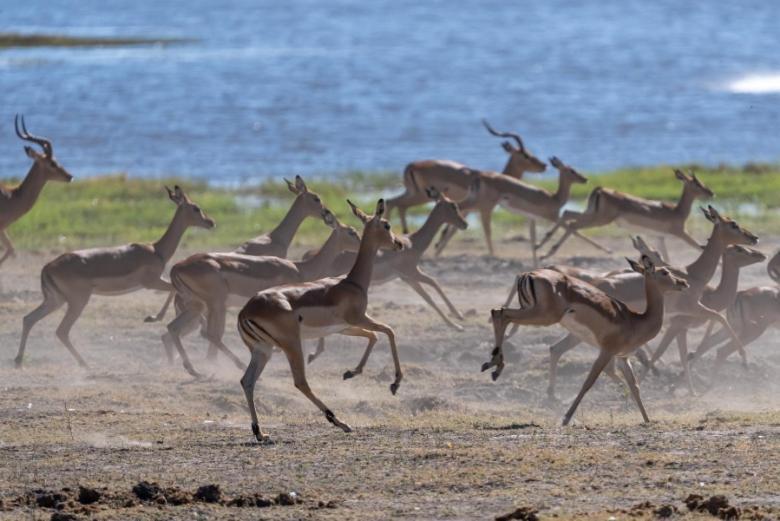 Jackalberry Chobe Hotel Kasane Exterior photo